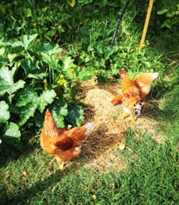 chickens chickens