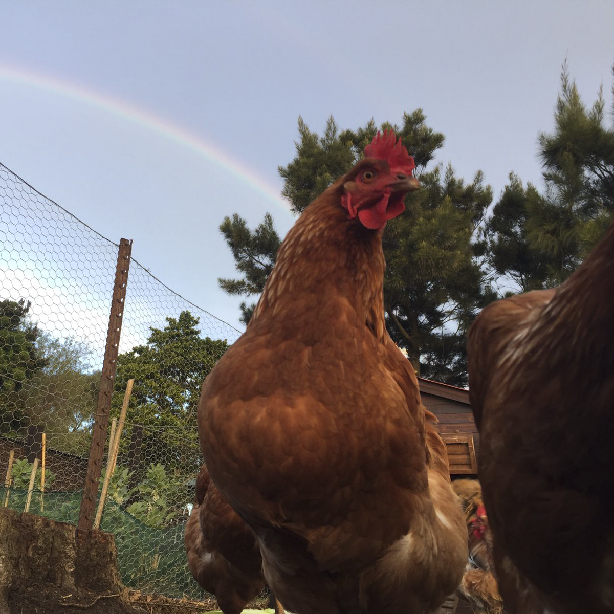 Chicken and rainbow